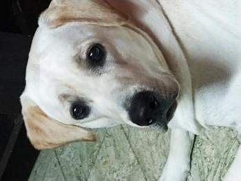 Junior, Labrador Retriever