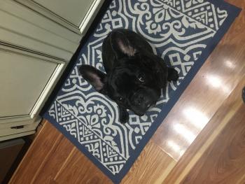 Winston, Bouledogue francese