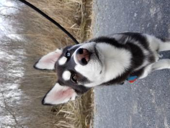 Wilson Elliott, Husky Siberien