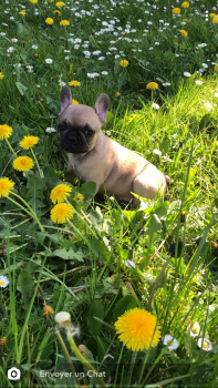 Roxane, Bulldog Francés
