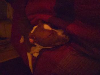 Danté, Staffordshire Bull Terrier