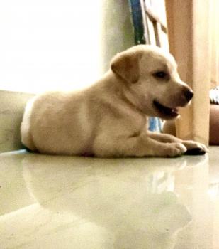 Oscar, Labrador Retriever
