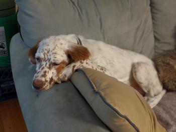 Maple, Setter Inglés