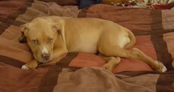 LUNA, Bullmastiff