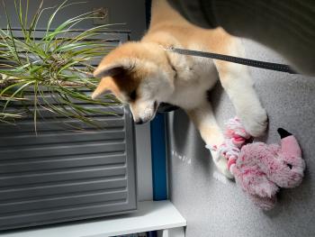 Tokyo, Akita Inu