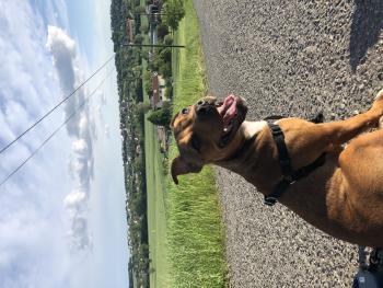 Light, Staffordshire Bull Terrier
