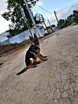 Olga, Perro Pastor Alemán