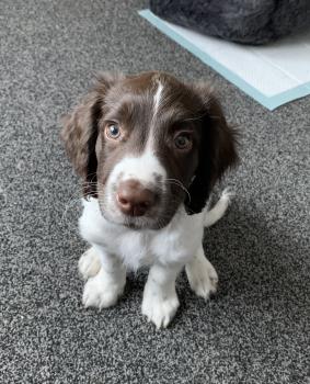 Archie, Springer Spaniel Inglese