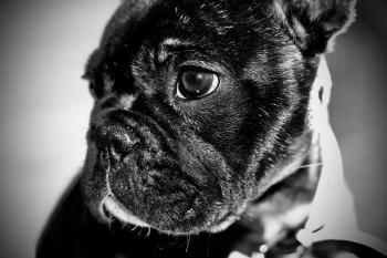 Scento, Bulldog Francés