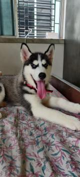 Shadow, Husky Siberien