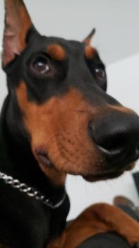 Hugo, Dóbermann