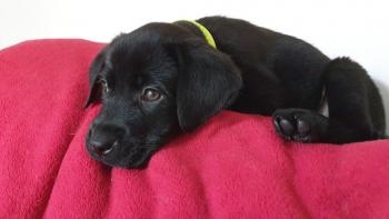 Ruben, Labrador Retriever