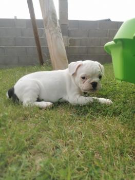 Rio, Bulldog Francés