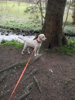 Ivy, Labrador Retriever