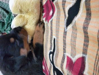 Greata, Rottweiler
