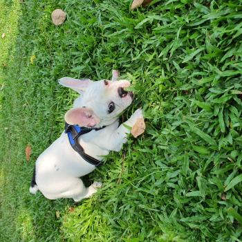 Bean, Französische Bulldogge