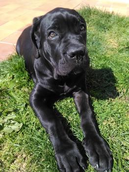 Orka, Cane Corso