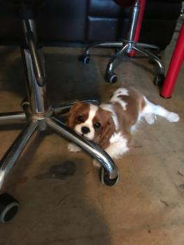 Monty, Cavalier King Charles Spaniel
