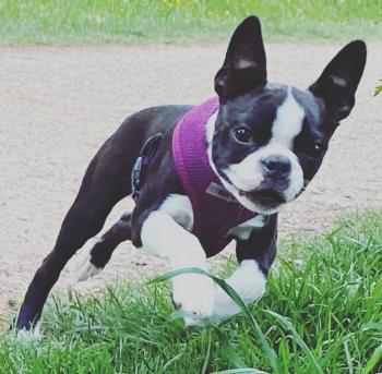 MASHA, Boston Terrier