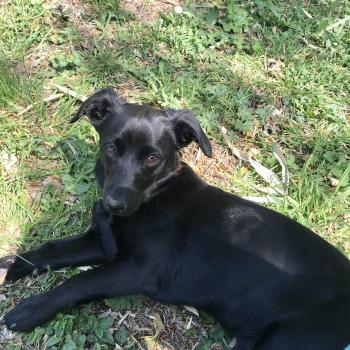 Paco, Dachshund (Pelo Largo)