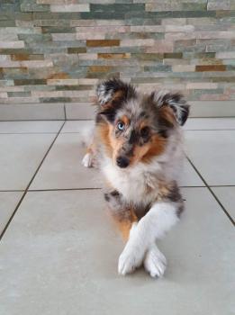 Rumba, Pastor De Shetland