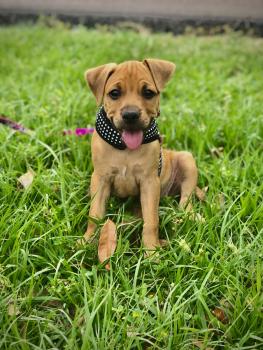 Sasha, American Staff