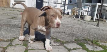 Seth, Autres Chiens