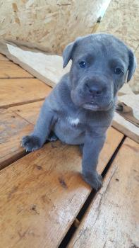 Reign, Cane Corso