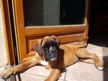 Red Boy, Bóxer