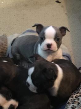 Rexx, Boston Terrier