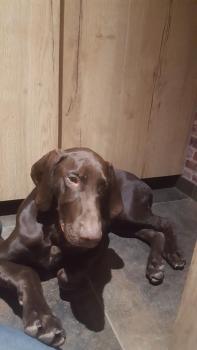 Paco, Braco Alemán De Pelo Corto
