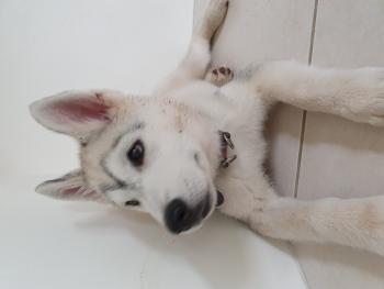 Loki, Husky Siberiano