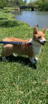 Oliver, Corgi Galés De Pembroke