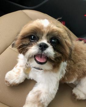 Milo, Shih Tzu