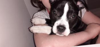 Myla, Bulldog Francés