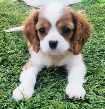 Harry Magrin, Cavalier King Charles Spaniel