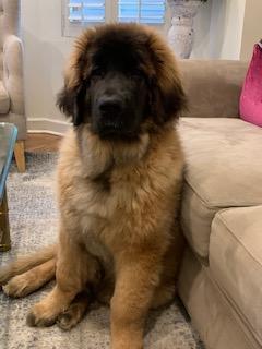 Norman, Leonberg