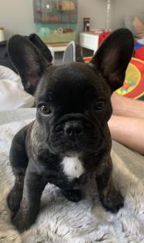 Livvy-Beau, Bulldog Francés