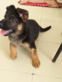 ROY, Perro Pastor Alemán