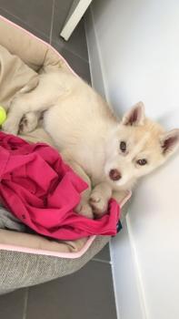 Rio, Husky Siberiano