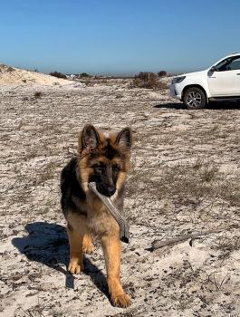 Hargon, Perro Pastor Alemán