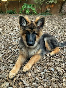 Hildur, Deutscher Schäferhund