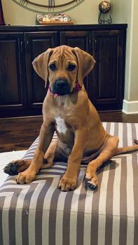 Asha Martin, Rhodesian Ridgeback