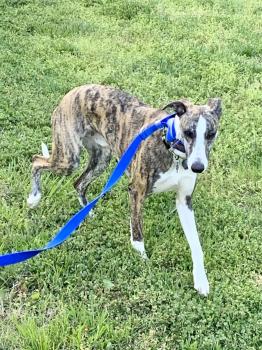 Higgins Rocket, Whippet