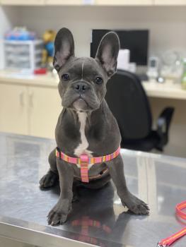 Sasha, Bulldog Francés