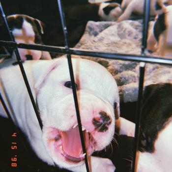 Kiros, Bulldog americano