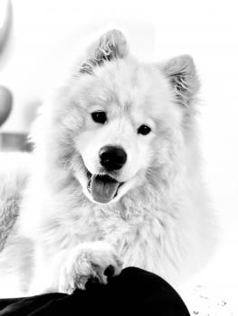 Pixel, Samoyedo