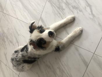 Zuko, Australian Shepherd