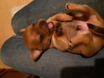 Todd, Chihuahua