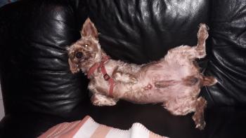 Leo, Yorkshire Terrier